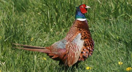 Bažant obecný - lov a myslivecká mluva