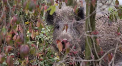 Zvěřina na svátečním stole 