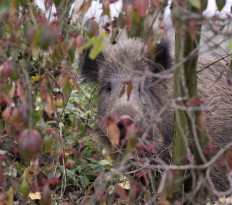 Zvěřina na svátečním stole 
