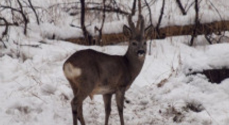 Srncům roste paroží - aktuálně z naší přírody 
