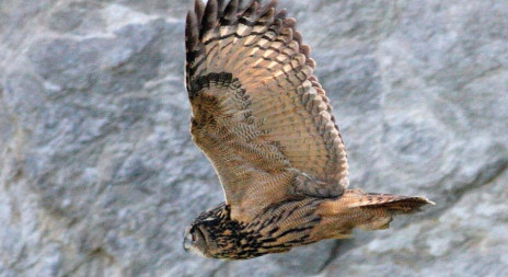 V přírodě je slyšet houkání výra - začíná tok 