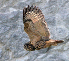 V přírodě je slyšet houkání výra - začíná tok 