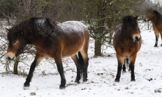 Na Šumavě dnes vzniká nová rezervace divokých koní