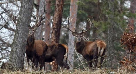 Jeleni začínají shazovat své paroží - aktuálně v přírodě 
