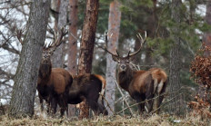 Jeleni začínají shazovat své paroží - aktuálně v přírodě 