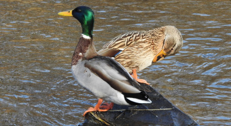 Divoké kachny se připravují na TOK 