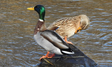 Divoké kachny se připravují na TOK 