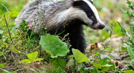 Rodí se jezevčata - aktualita z naší přírody 