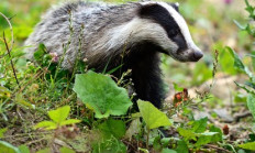 Rodí se jezevčata - aktualita z naší přírody 