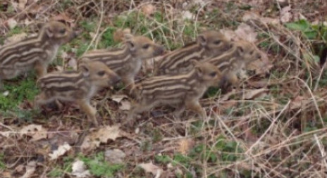 První poslové jara - markazíni