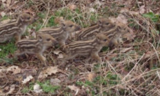 První poslové jara - markazíni