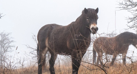 Nová rezervace divokých koní dnes vznikla v Českém ráji