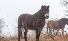 Nová rezervace divokých koní dnes vznikla v Českém ráji