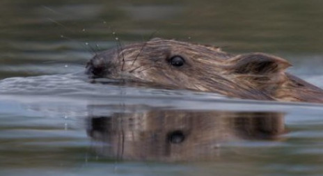 V přírodě probíhá 