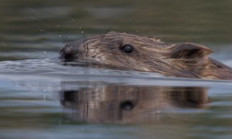 V přírodě probíhá 