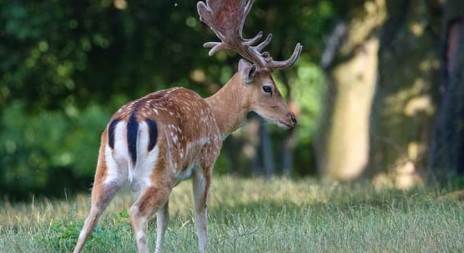 Zvěř a její citlivost na vnímání změny času 