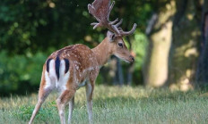 Zvěř a její citlivost na vnímání změny času 
