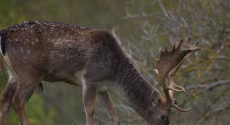 V přírodě shazují daňci své paroží 
