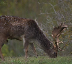 V přírodě shazují daňci své paroží 