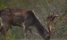 V přírodě shazují daňci své paroží 