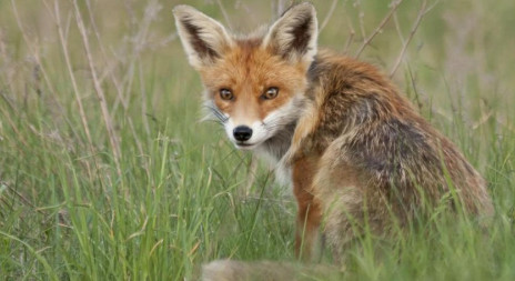 Liščata v přírodě - aktuálně z našich revírů