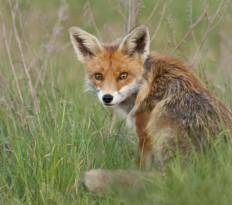 Liščata v přírodě - aktuálně z našich revírů