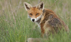 Liščata v přírodě - aktuálně z našich revírů