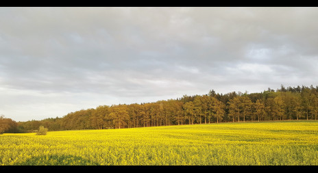 Řepkové pole a jeho vliv na zvěř 