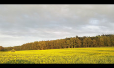 Řepkové pole a jeho vliv na zvěř 