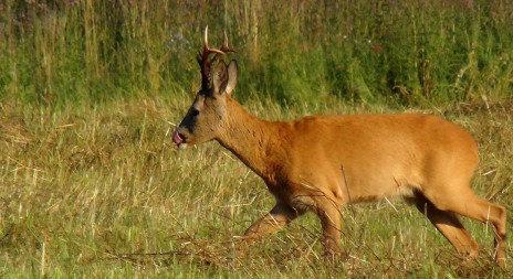 1. května začíná doba lovu srnce obecného 