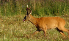 1. května začíná doba lovu srnce obecného 