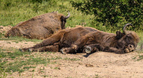 Kolaps systému pro žádosti dotací