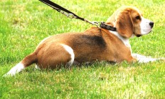 Beagle