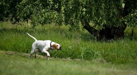 Anglický pointer