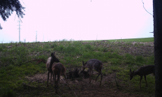 Nové záběry z fotopasti 31. 5. 2017
