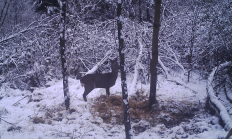 Nové záběry z fotopasti 7. 1. 2018