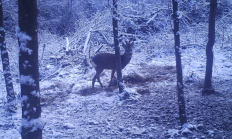 Nové záběry z fotopasti 15. 2. 2018