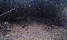 Nové záběry z fotopasti 15. 3. 2018