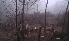 Nové záběry z fotopasti 15.4.2018