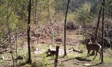 Nové záběry z fotopasti 26.4.2018