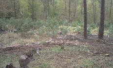 Nové záběry z fotopasti 28.4.2018