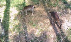 Nové záběry z fotopasti 13.5.2018