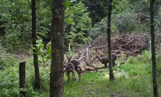 Nové záběry z fotopasti 14.5.2018