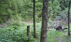 Nové záběry z fotopasti 16.5.2018