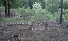 Nové záběry z fotopasti 23.05.2018