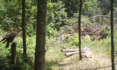 Nové záběry z fotopasti 31.5.2018