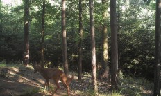 Nové záběry z fotopasti 26.6.2018