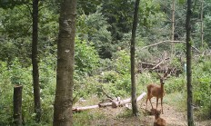 Nové záběry z fotopasti 28.6.2018