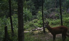 Nové záběry z fotopasti 11.7.2018