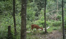 Nové záběry z fotopasti 1.8.2018